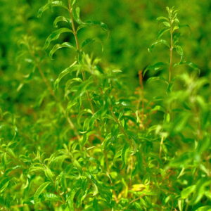 Lippia Citriodora (foglia)