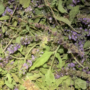 Menta spicata ( foglie e fiori)