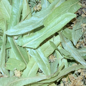 Malva Silvestris (foglia)