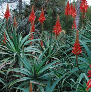 Foglie di Aloe arborescens
