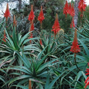 Foglie di Aloe arborescens