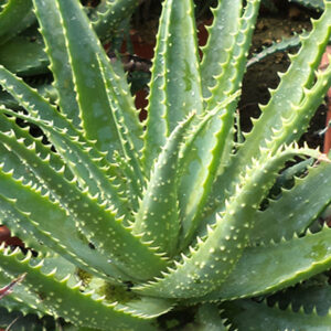 Foglie di Aloe arborescens
