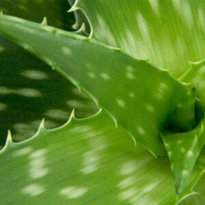 Foglie di Aloe vera