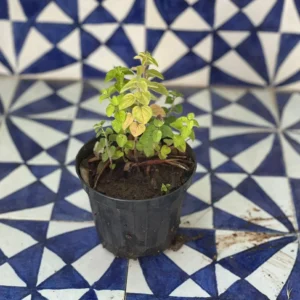 Origanum vulgare