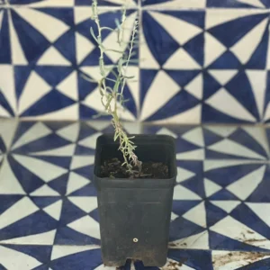 Helichrysum italicum tyrrhenicum