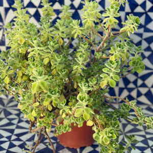 Plectranthus amboinicus (origano cubano)