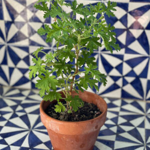 Pelangonum asperum, geranio rosa