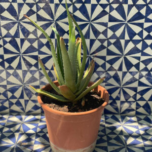 Aloe Vera