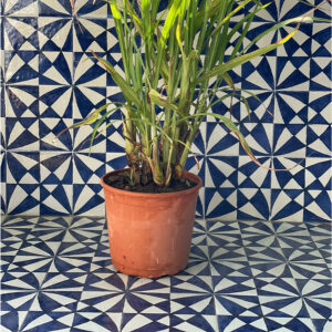 Lemongrass