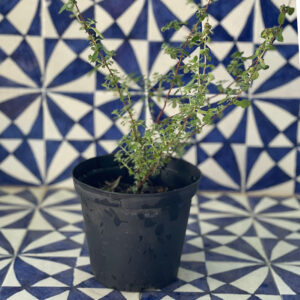 Origanum majorana, Maggiorana