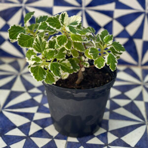 Plectranthus coleoides variegatus, Falso Incenso