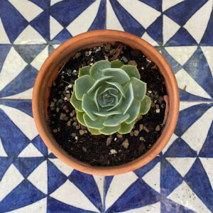 Echeveria