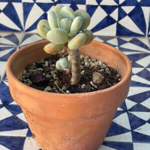 Pachyphytum oviferum