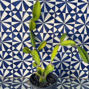 Dragon fruit, Hylocereus undatus, Pitaia