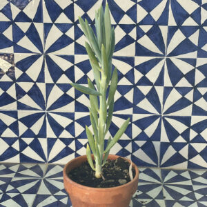 Curio ficoides