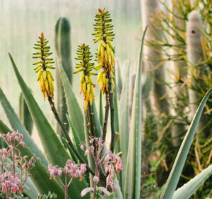 Foglie di Aloe vera