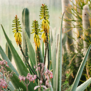 Foglie di Aloe vera